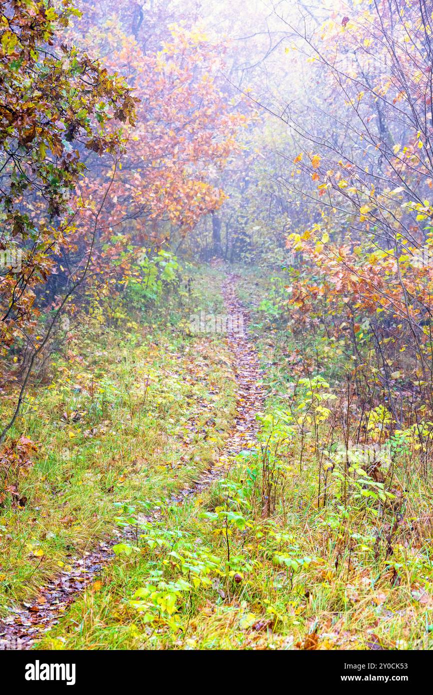 Chemin forestier dans la forêt feuillus un jour d'automne brumeux Banque D'Images