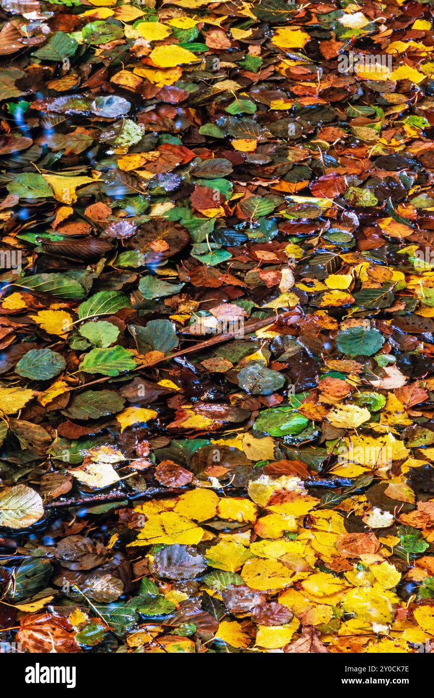 Feuilles d'automne colorées dans une flaque d'eau Banque D'Images