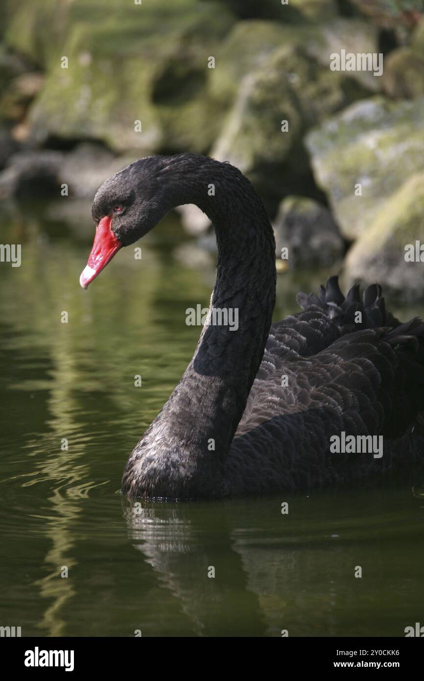 Le cygne noir est le seul cygne qui est presque complètement noir, et il a aussi le cou le plus long de tous les cygnes Banque D'Images