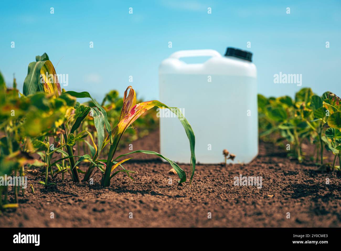 Plante de mauvaises herbes mourante et boîte herbicide dans un champ de soja cultivé, foyer sélectif Banque D'Images