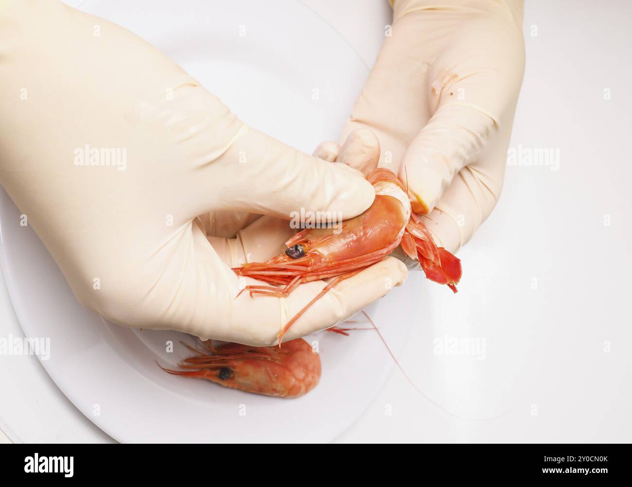 Peeling mains crevette rose blanc bouilli avec des gants en caoutchouc Banque D'Images
