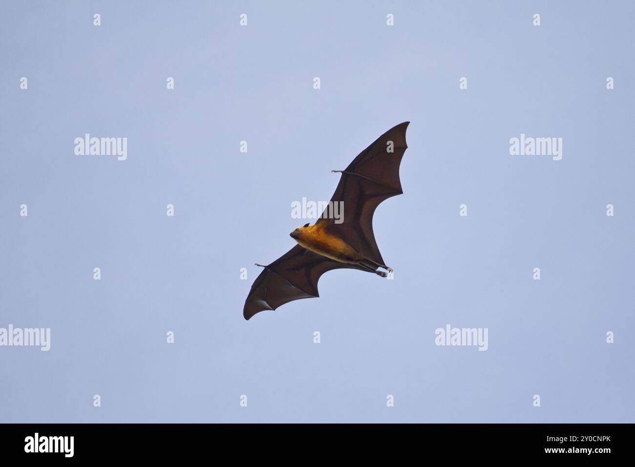 Chauve-souris aux fruits des Seychelles, Pteropus seychellensis, chauve-souris aux fruits des Seychelles Banque D'Images