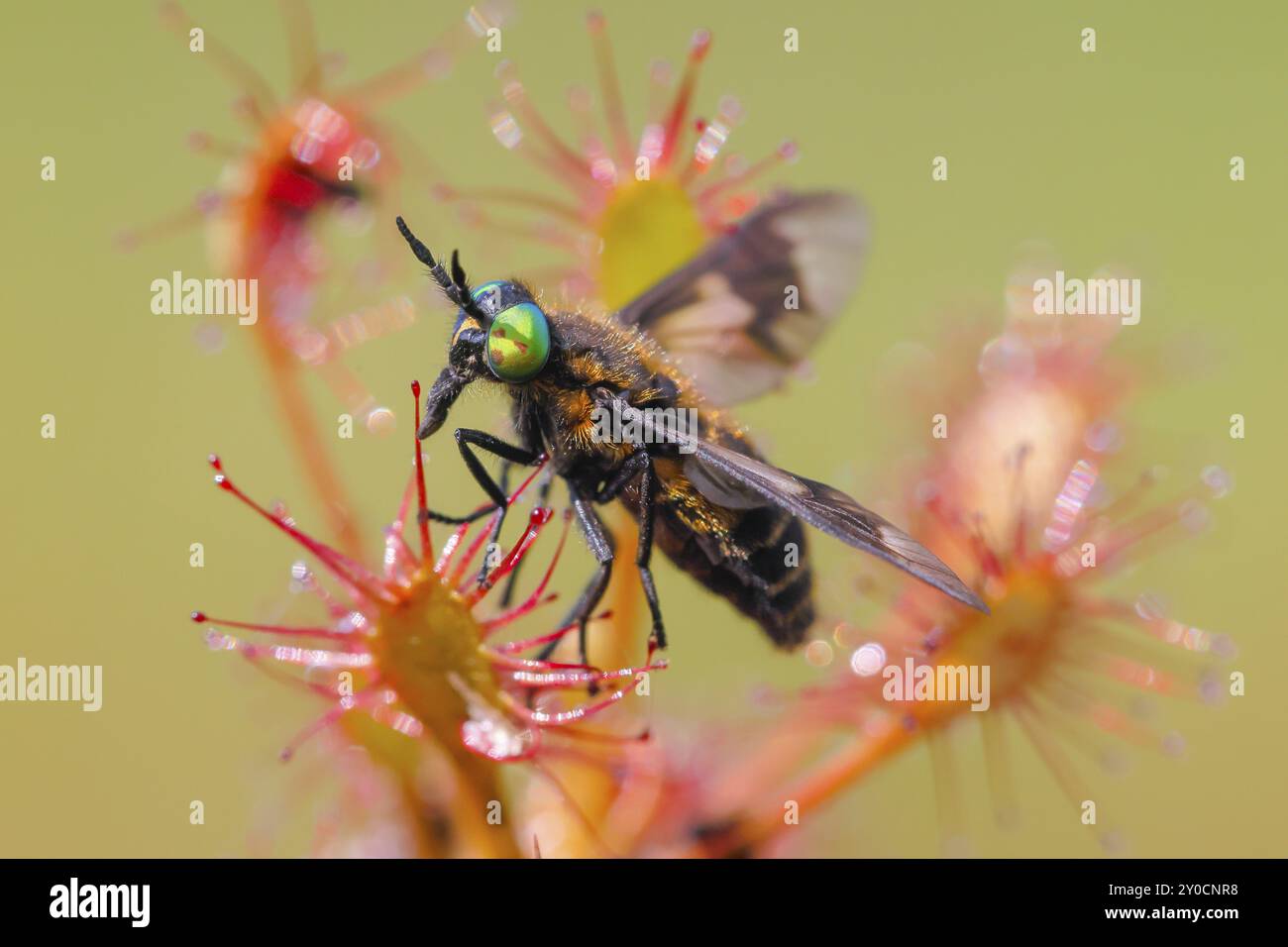 Le diable à feuilles oblongues (Drosera intermedia), avec un insecte comme proie, avec un mouche à deux lobes (Chrysops relictus) qui a réussi à se libérer du clu Banque D'Images