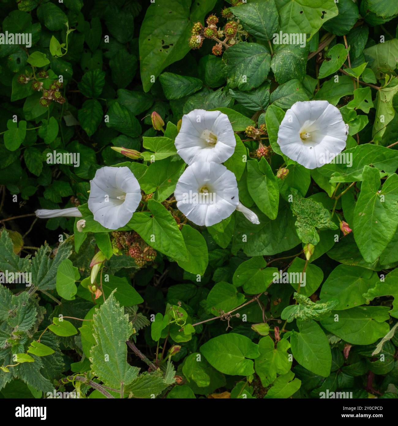 Fleurs de haie ligotée et mûres non mûres sur fond de feuilles Banque D'Images