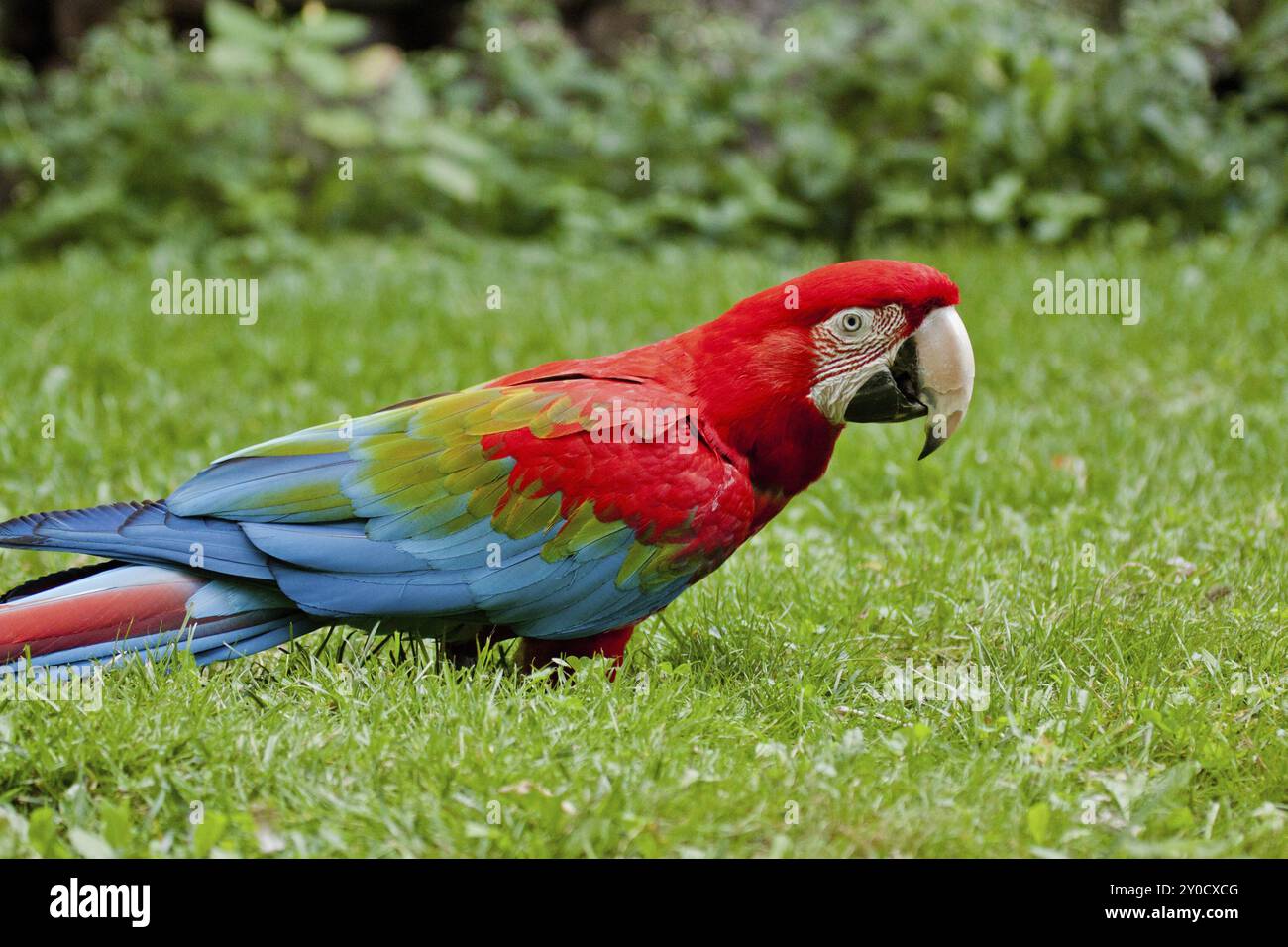 Aras rouge et vert (Ara chloroptera), arachas à ailes vertes Banque D'Images