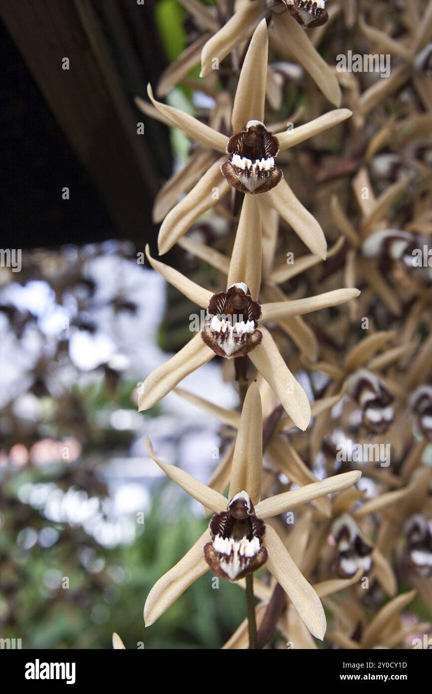 Fleurs d'une orchidée exotique Banque D'Images