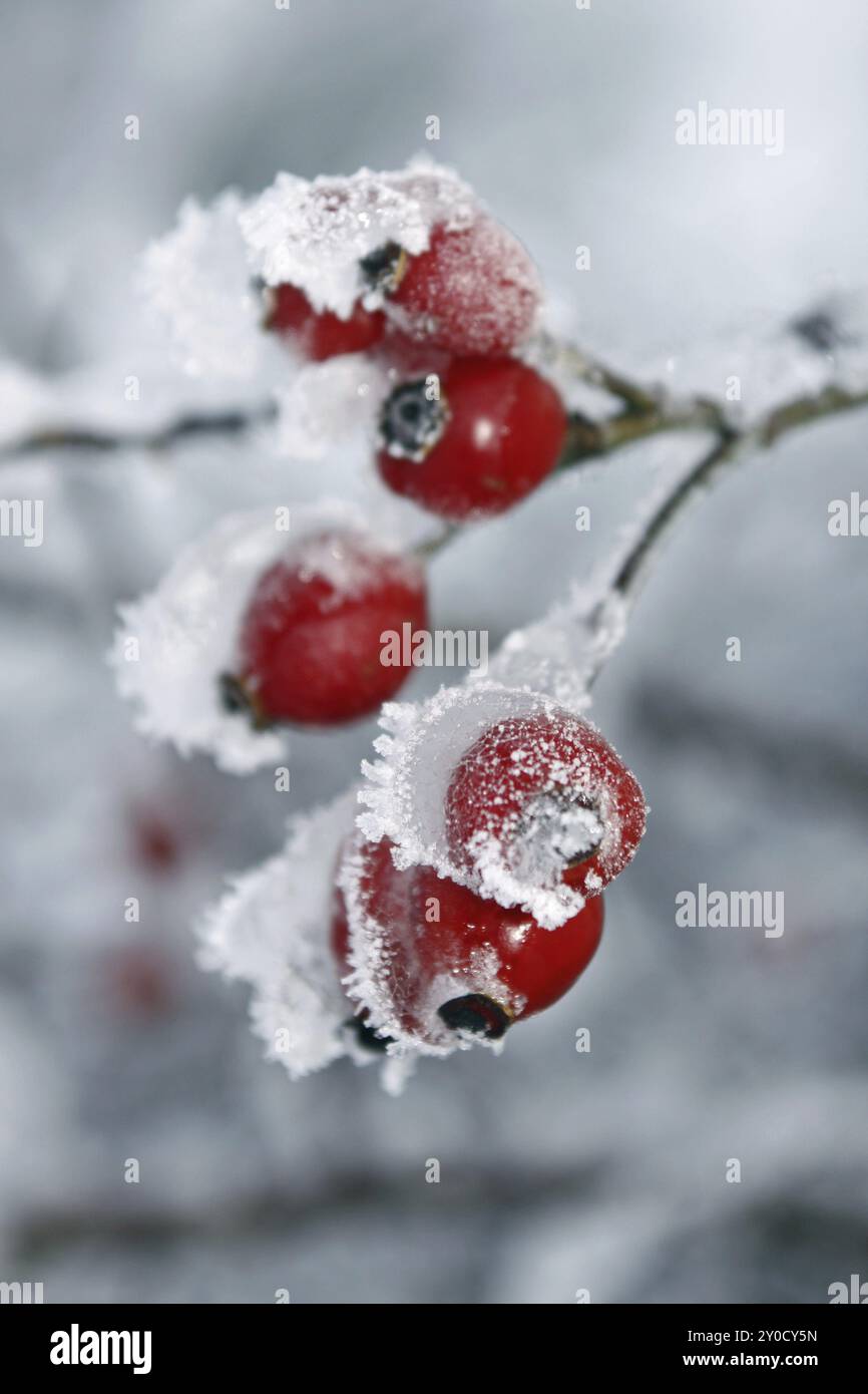 Berges avec enrobage de crème glacée Banque D'Images