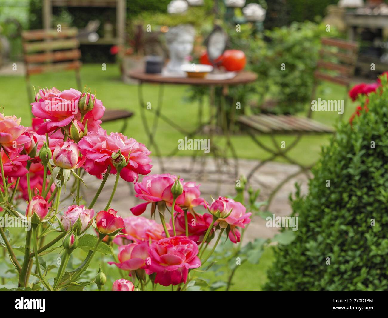 Jardin d'été avec meubles et fleurs de roses au premier plan, entouré d'herbe verte et d'autres plantes, borken, muensterland, allemagne Banque D'Images