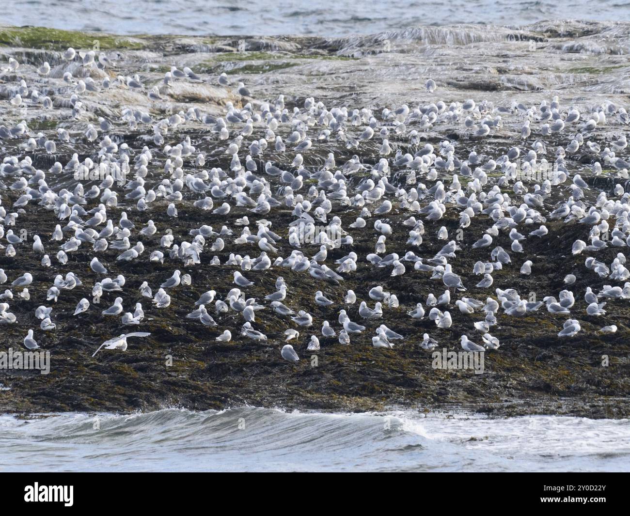 Kittiwake à pattes noires (Rissa tridactyla), troupeau reposant sur les roches côtières de l’océan Arctique, à côté de la colonie de reproduction, mai, fjord de Varanger, Norvège, Europe Banque D'Images