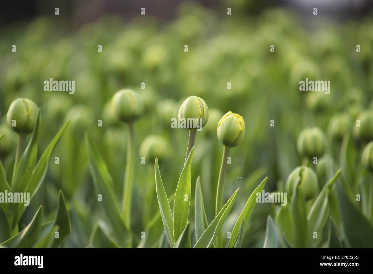 Tulipes dans les premiers stades de la floraison, les teintes de vert dans les tulipes sont proéminentes, reflétant une scène fraîche et vibrante Banque D'Images