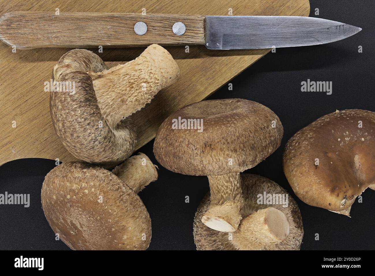 Champignons shiitake frais et planche à découper en bois avec couteau sur elle disposés sur fond noir Banque D'Images