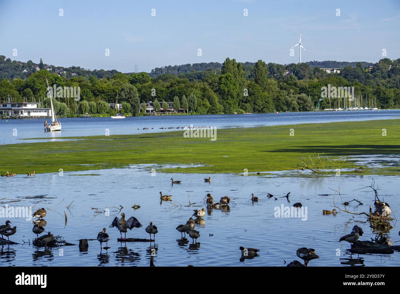 Waterweed, Elodea, une espèce envahissante, tapis vert de plantes sur le lac Baldeney à Essen, la plante aquatique à croissance rapide prolifère sur de grandes parties o Banque D'Images