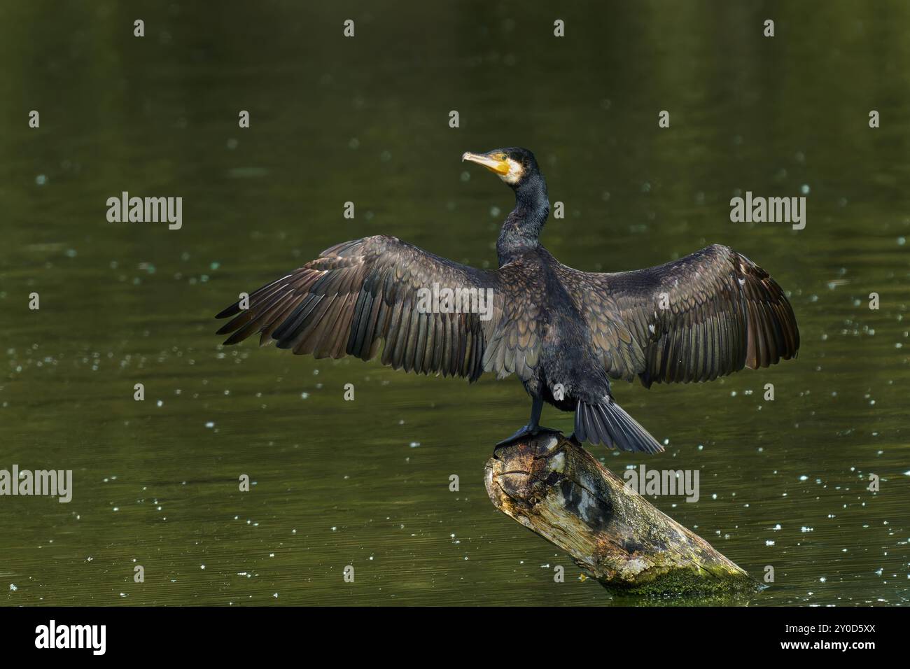 Le grand cormoran (Phalacrocorax carbo) est assis sur la branche et sèche ses ailes au vent. Banque D'Images