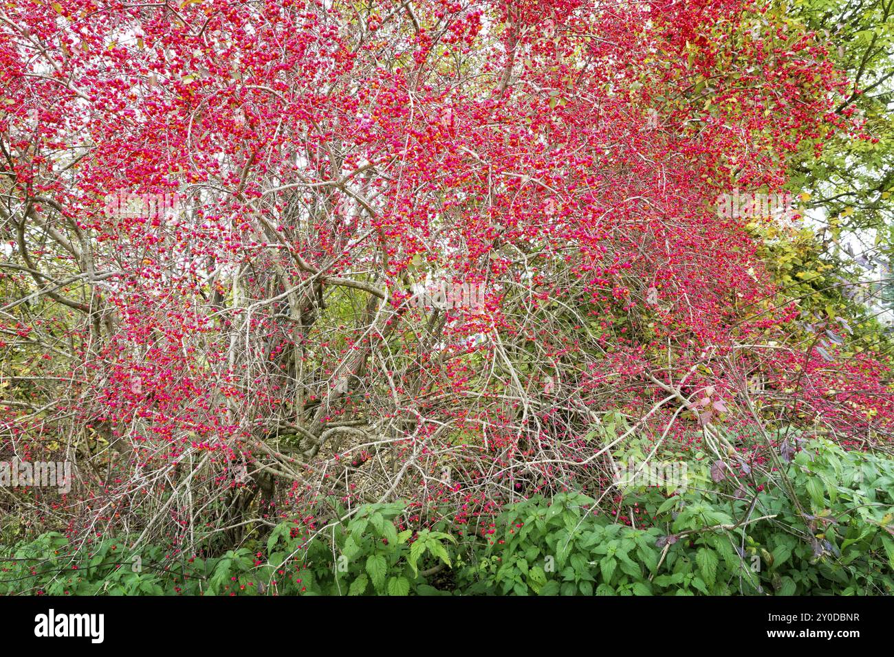 Fusain d'Europe (Euonymus europaeus) Banque D'Images