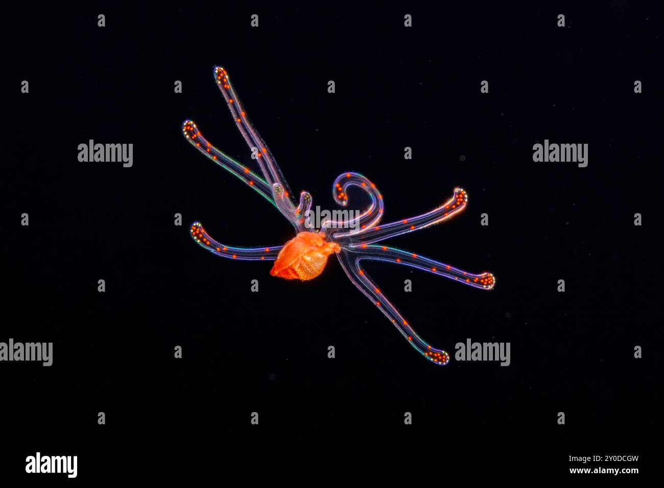 C'est le stade de larve véligère gastéropode d'un escargot tonnoïde. C'est le deuxième stade d'une larve de mollusque qui va se développer en un escargot tonnoïde. Photo Banque D'Images
