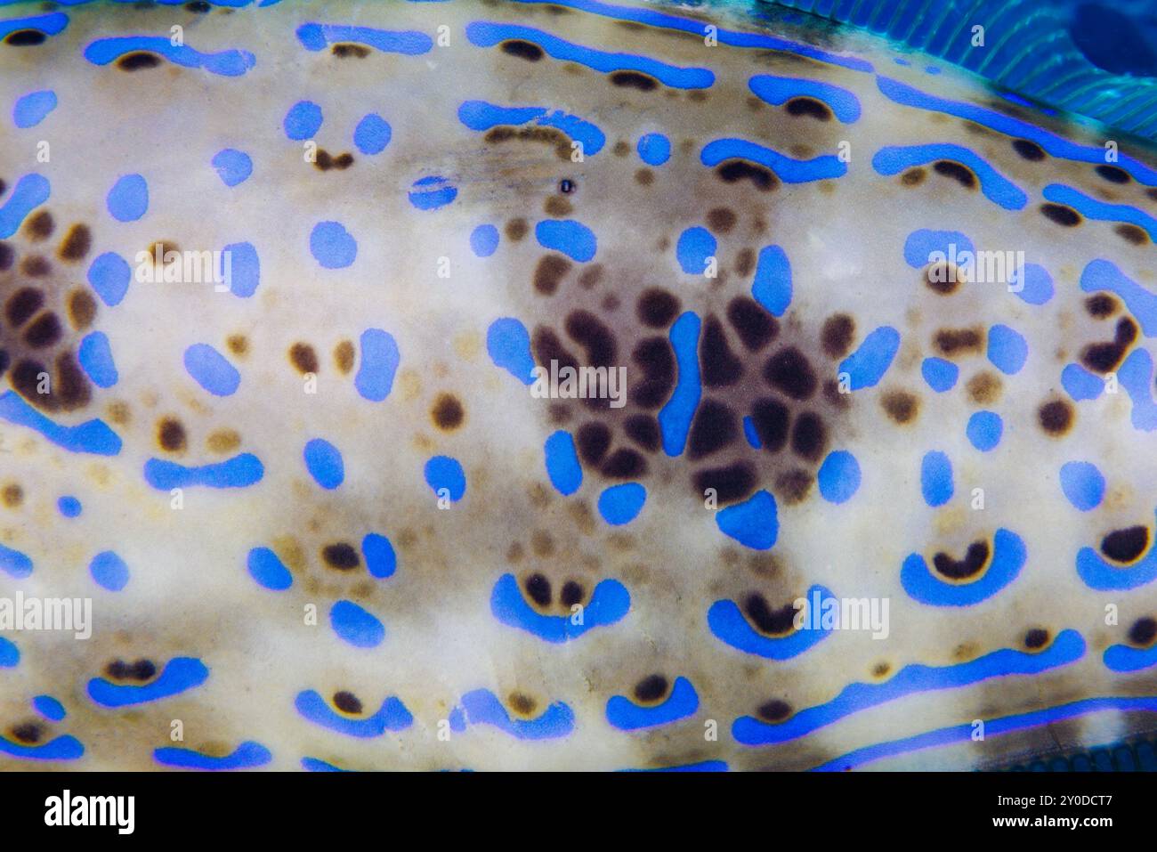 Un regard attentif sur le motif sur un filefish griffonné, Aluterus scriptus, Hawaii. Cette espèce peut être trouvée individuellement et en petits groupes, près de th Banque D'Images