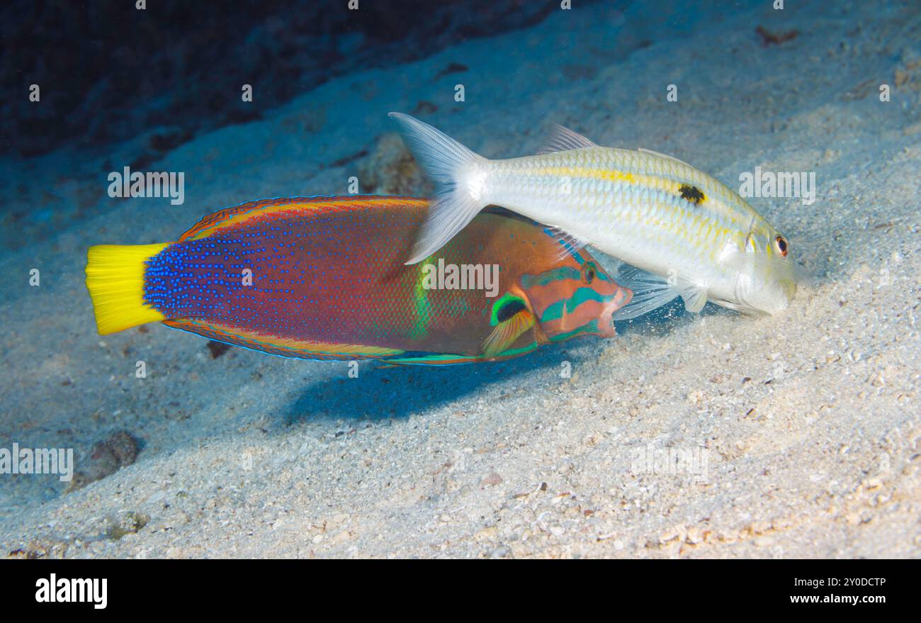 Ce poisson-chèvre à rayures jaunes, Mulloidichthys flavolineatus, a détecté des proies sous le sable avec ses barbels spécialement conçus et tente de faire du catc Banque D'Images