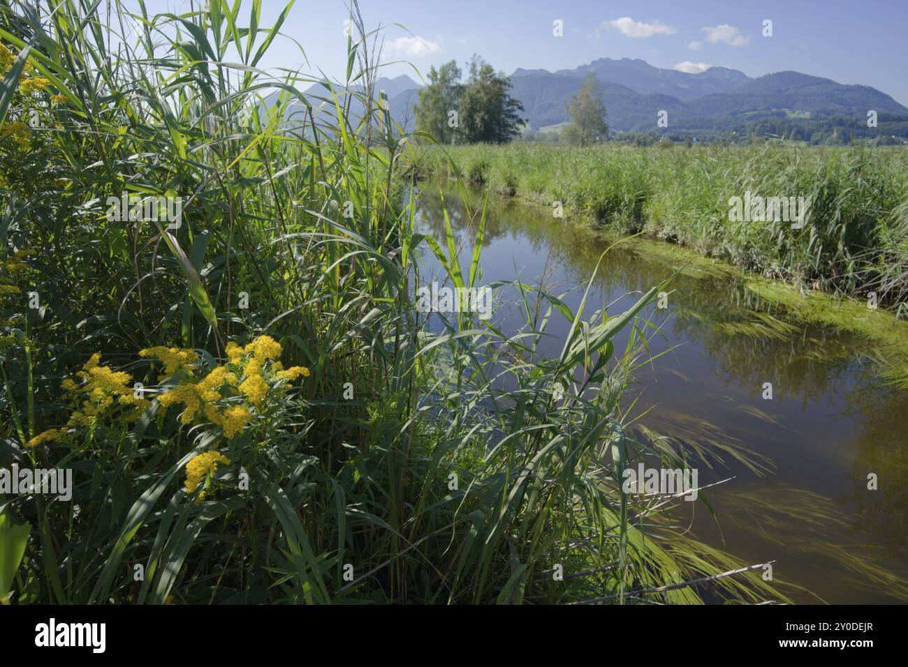 Cours d'eau à Bernauer Moss, Moorland, Kampenwand, Bernau am Chiemsee, Bernau, été, août, Chiemgau, Alpes de Chiemgau, Bavière, haute Bavière, Bavar Banque D'Images