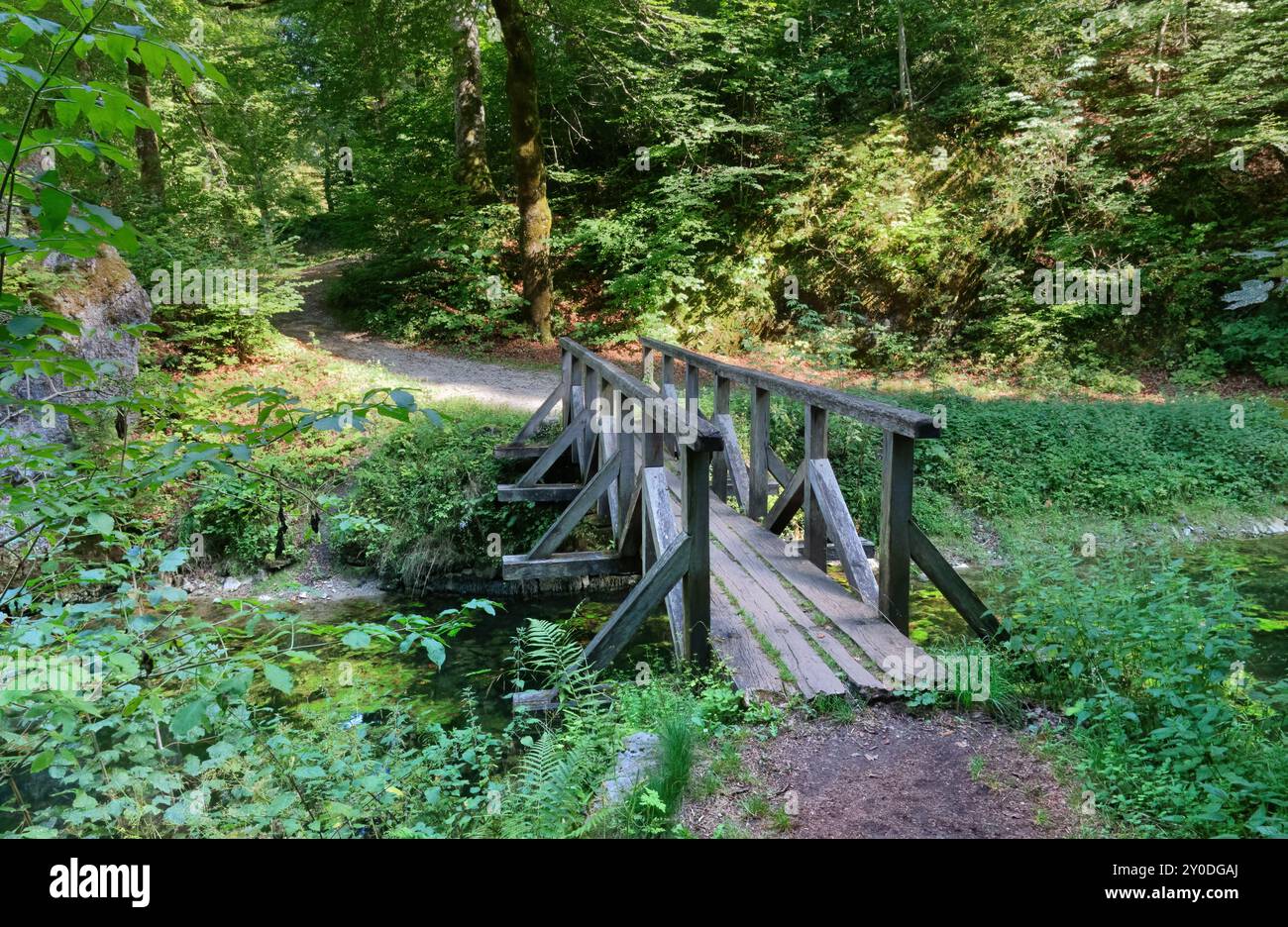 Petit pont en bois sur un ruisseau au milieu de la forêt Banque D'Images