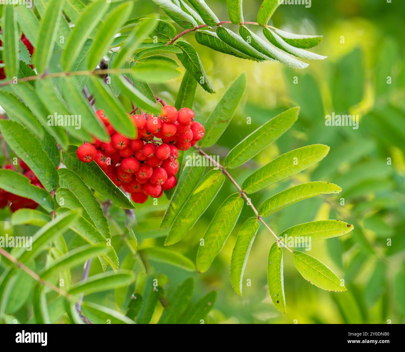 Baies rouges sur un arbre Rowan, Sorbus aucuparia. Fond d'automne. Frêne de montagne européen, arbre de rowan (Sorbus aucuparia), branche avec des baies. Banque D'Images