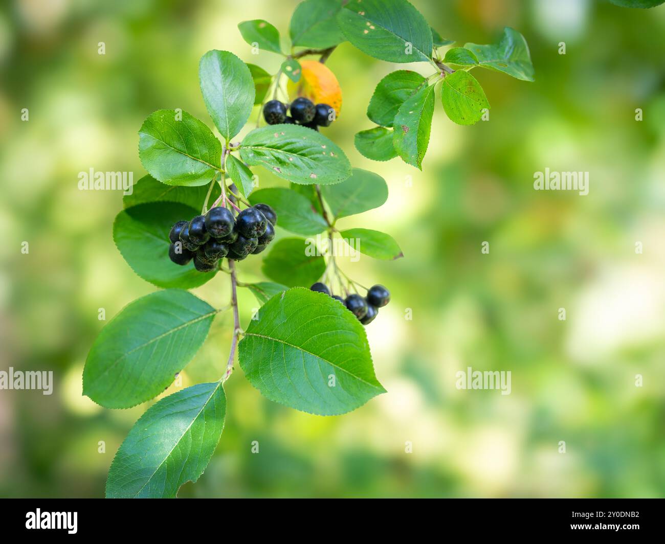 Baies d'Aronia (Aronia melanocarpa, Chokeberry Noir) poussant dans le jardin. Fond avec branche d'aronia et baies. Ramifiez avec des baies d'aronia. Banque D'Images