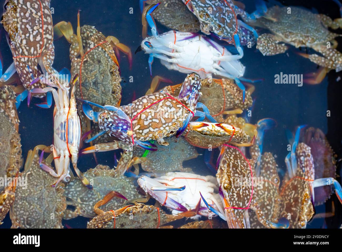 Grands crabes aux couleurs vives avec des griffes nouées dans l'eau dans un plateau en plastique à un marché de pêcheurs. Fruits de mer à vendre en Asie. Banque D'Images