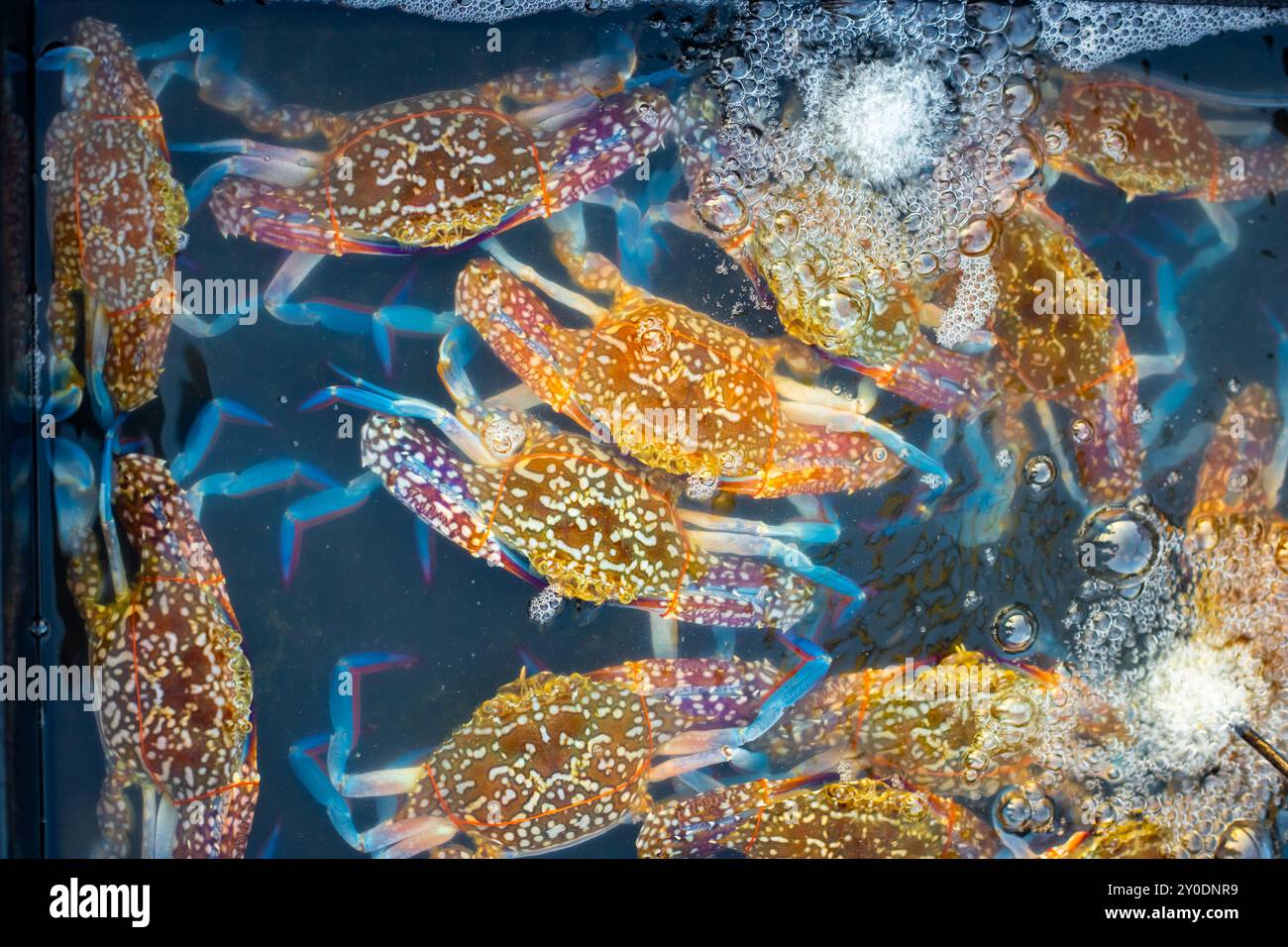 Grands crabes aux couleurs vives avec des griffes nouées dans l'eau dans un plateau en plastique à un marché de pêcheurs. Fruits de mer à vendre en Asie. Banque D'Images