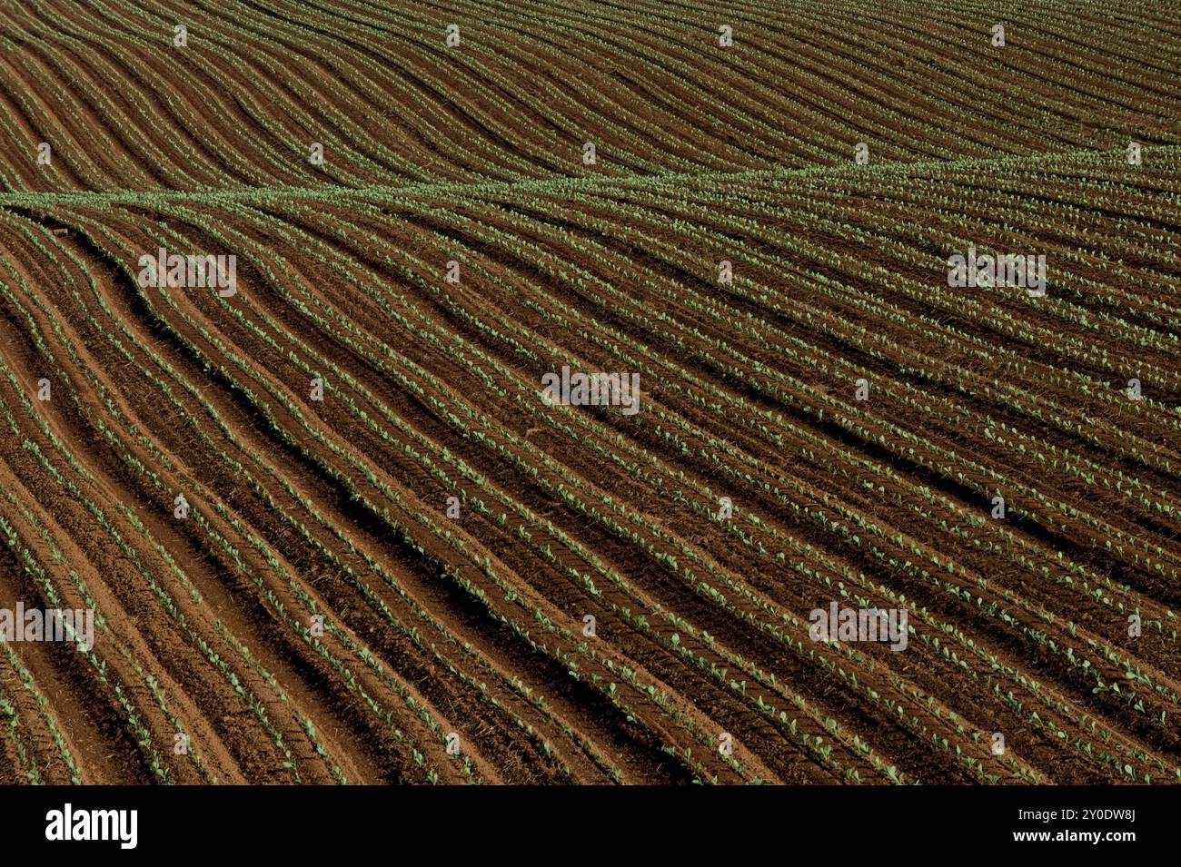 Sillons d'un champ nouvellement planté en Nouvelle-Écosse, Canada. Banque D'Images