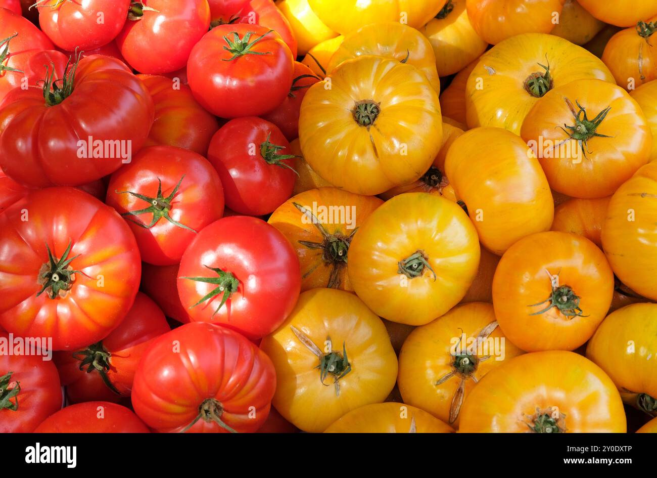 tomates rouges et jaunes de boeuf sur le marché étal, norfolk, angleterre Banque D'Images