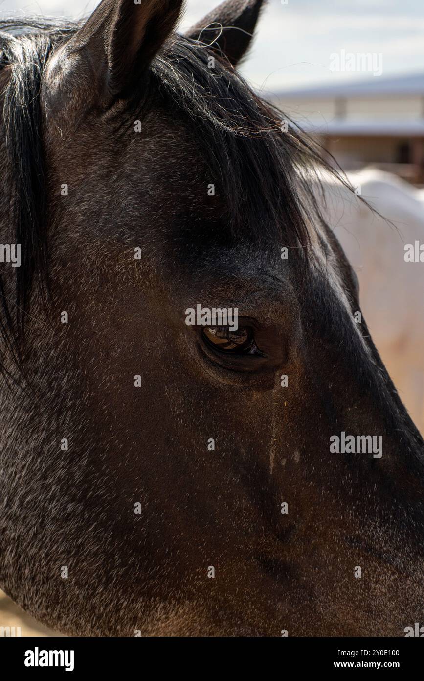 Gros plan détaillé d'un oeil de cheval noir Banque D'Images