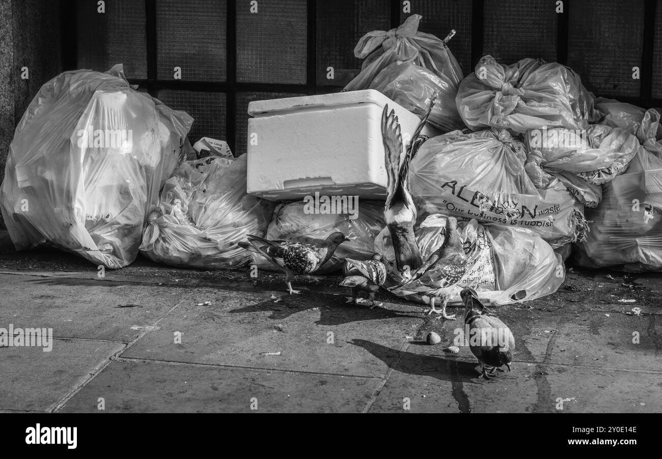 Image en noir et blanc de pigeons se nourrissant de déchets jetés dans une rue londonienne à Soho. Banque D'Images
