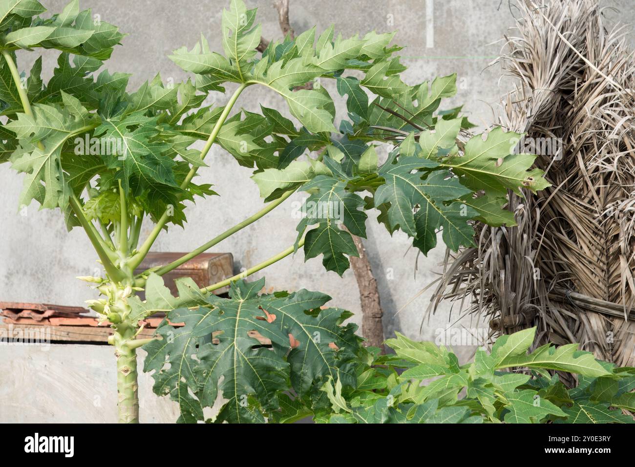 Papayes immatures attachées au tronc d'un arbre tropical - stades initiaux de la croissance des fruits Banque D'Images