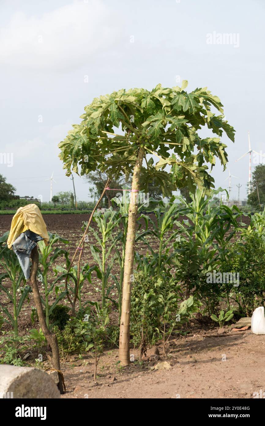 Papayes en développement fixées au tronc d'un arbre tropical - stades précoces de la maturation des fruits Banque D'Images