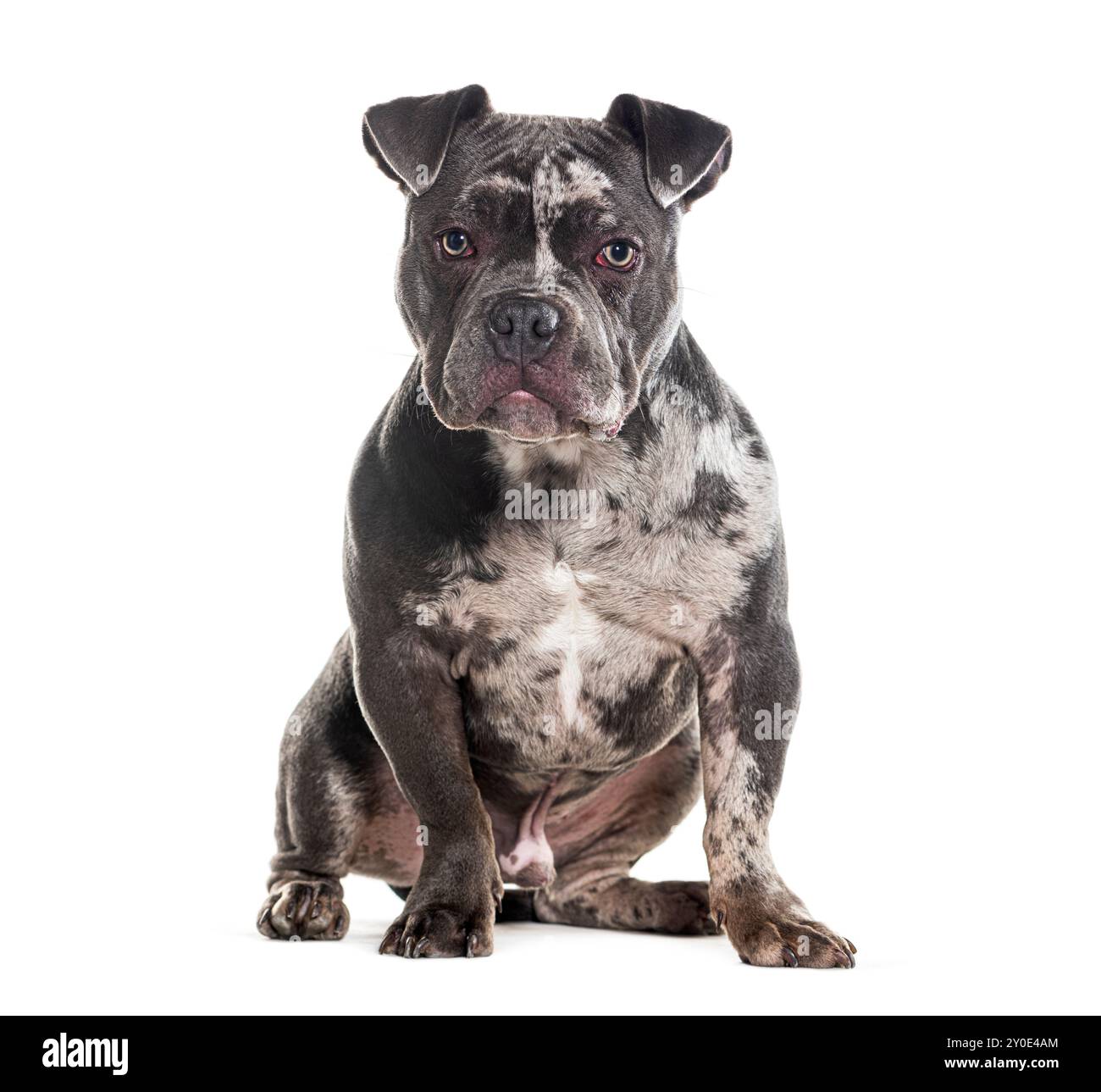 Merle Bully américain assis et regardant la caméra, isolé sur blanc Banque D'Images