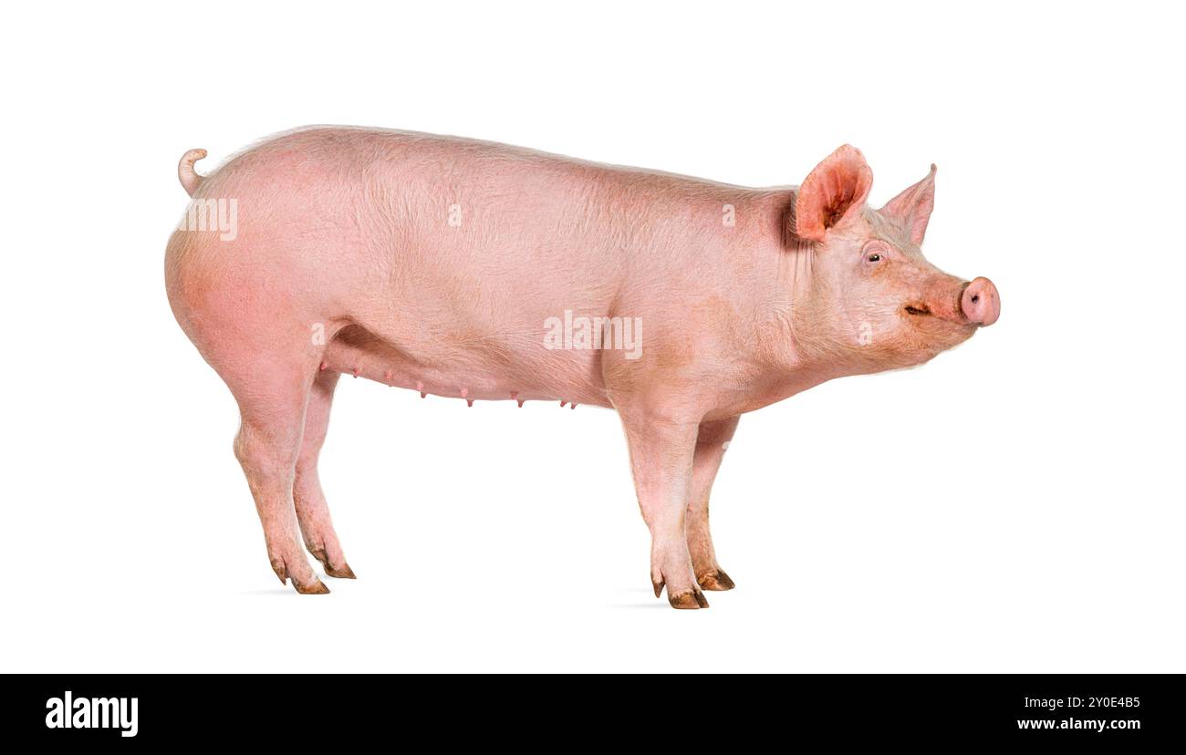Vue de côté d'un porc domestique, isolé sur blanc Banque D'Images