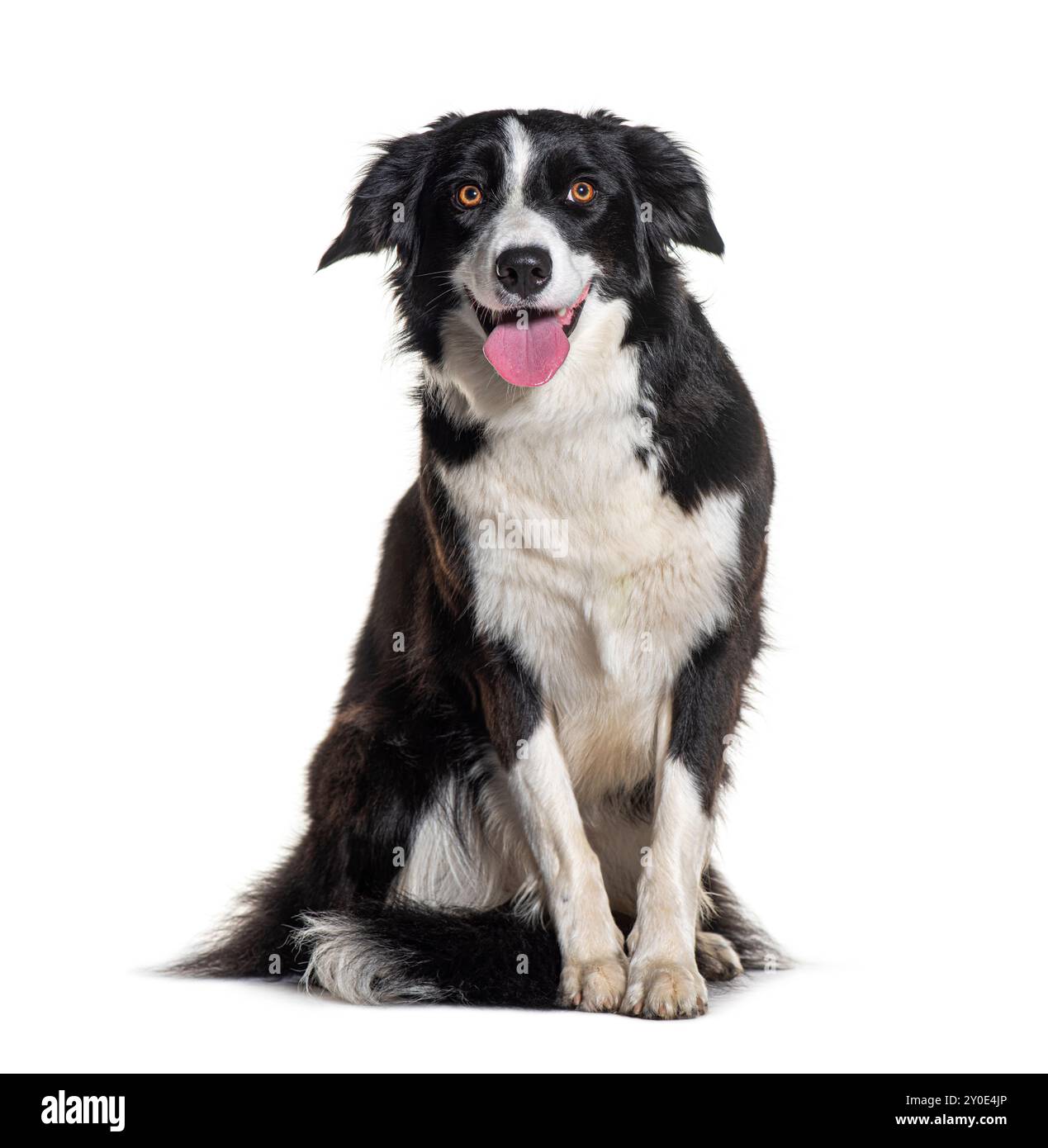 Collie de bordure haletant assis et regardant la caméra, isolé sur blanc Banque D'Images