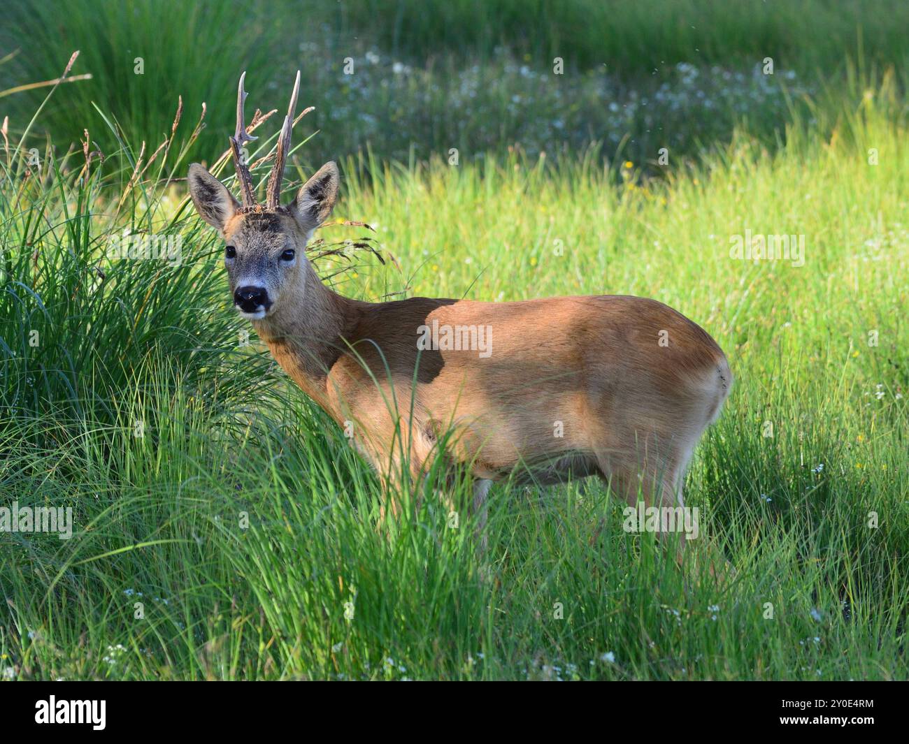 Cerf de Virginie dans l'herbe haute Banque D'Images