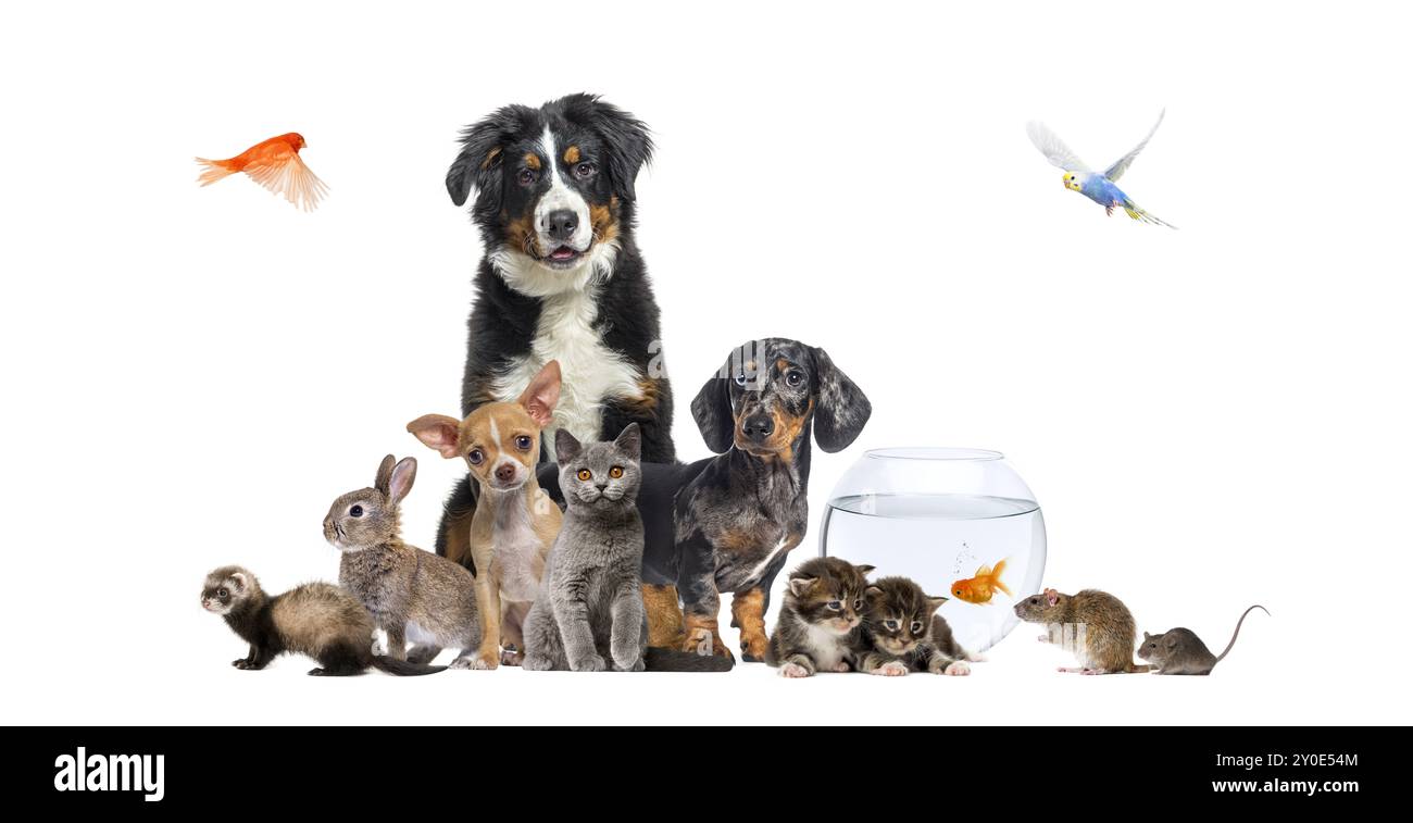 Groupe d'animaux de compagnie posant autour des chiens et des chats ; chien, chat, furet, lapin, oiseau, poisson, rongeur, isolé sur blanc Banque D'Images