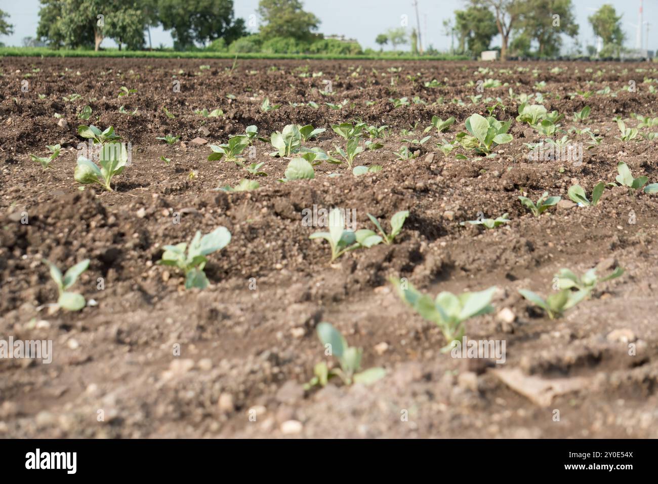 Une plante de chou juvénile prospère dans des terres agricoles fertiles Banque D'Images