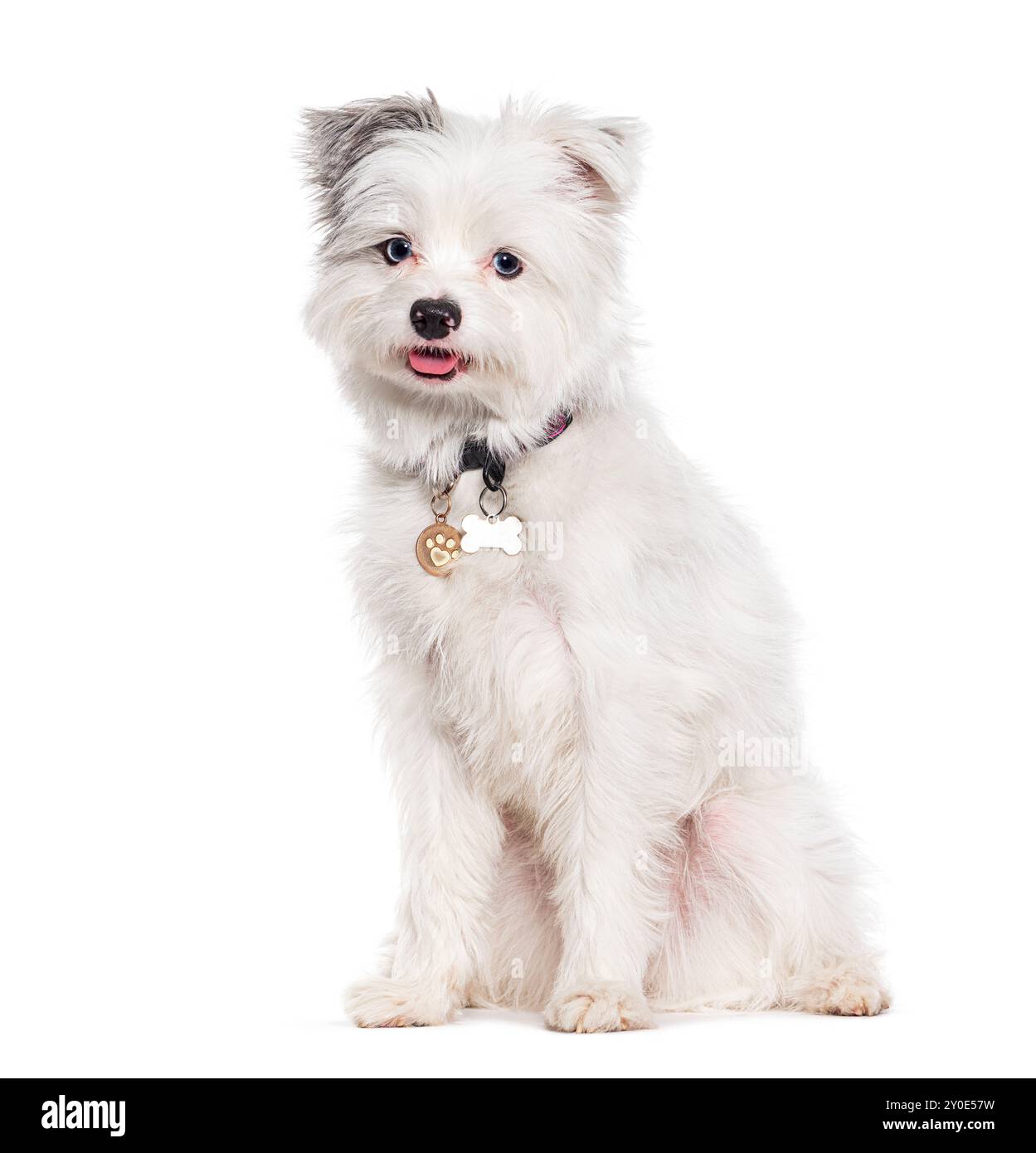 Yorkie Pomeranian chien croisé, Yorkshire croisé avec un pomeranian, isolé sur blanc Banque D'Images