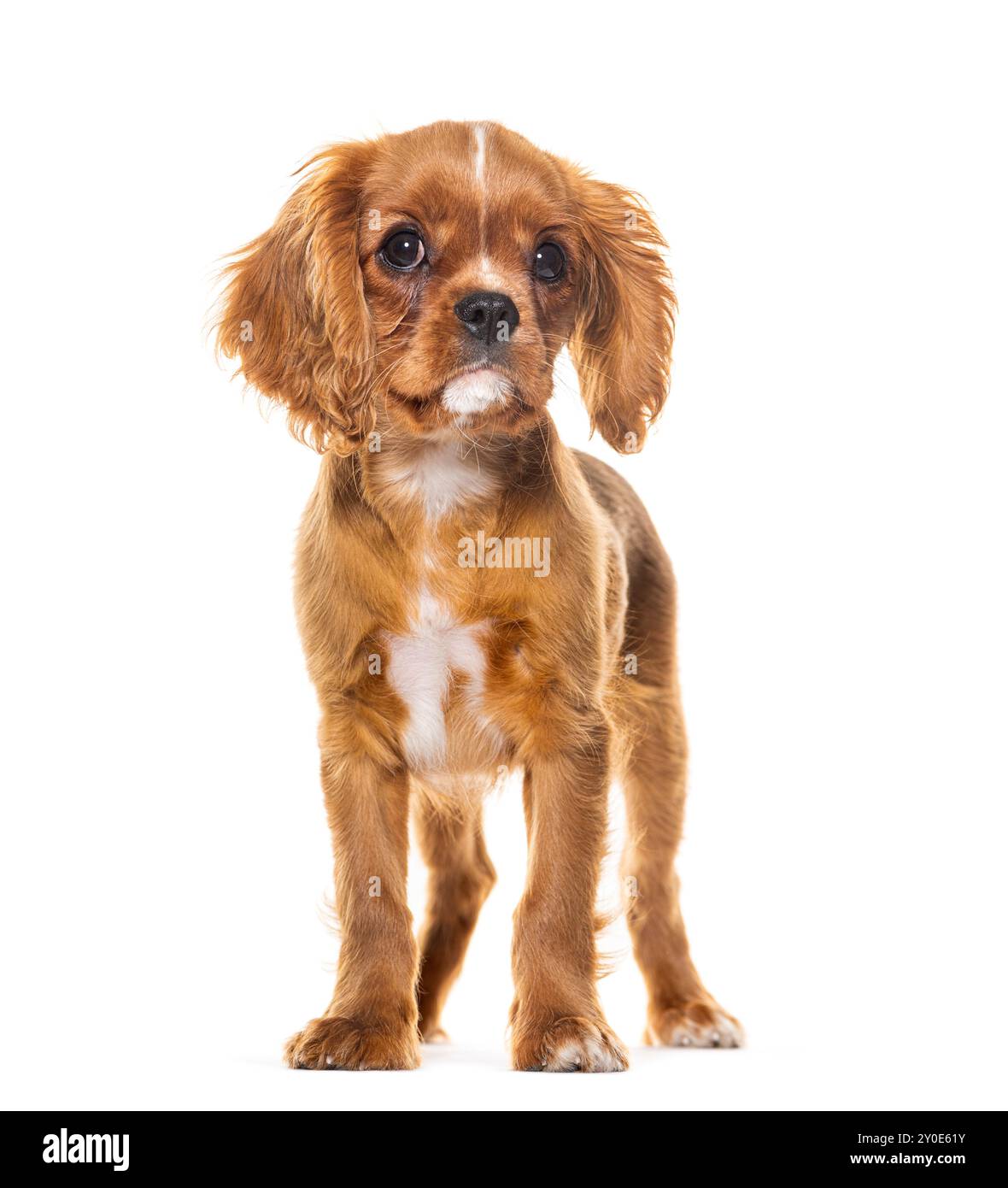 Chiot Cavalier King Charles Spaniel, 14 semaines, isolé sur blanc Banque D'Images