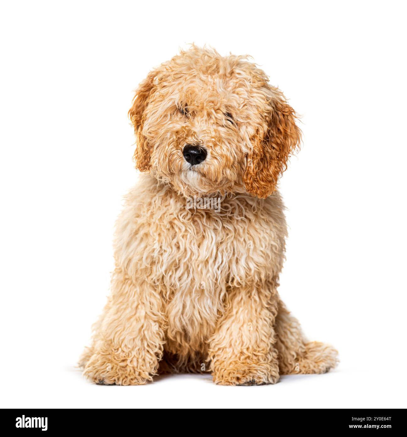 Cockapoo sitting mix caniche avec cocker, isolé sur blanc Banque D'Images