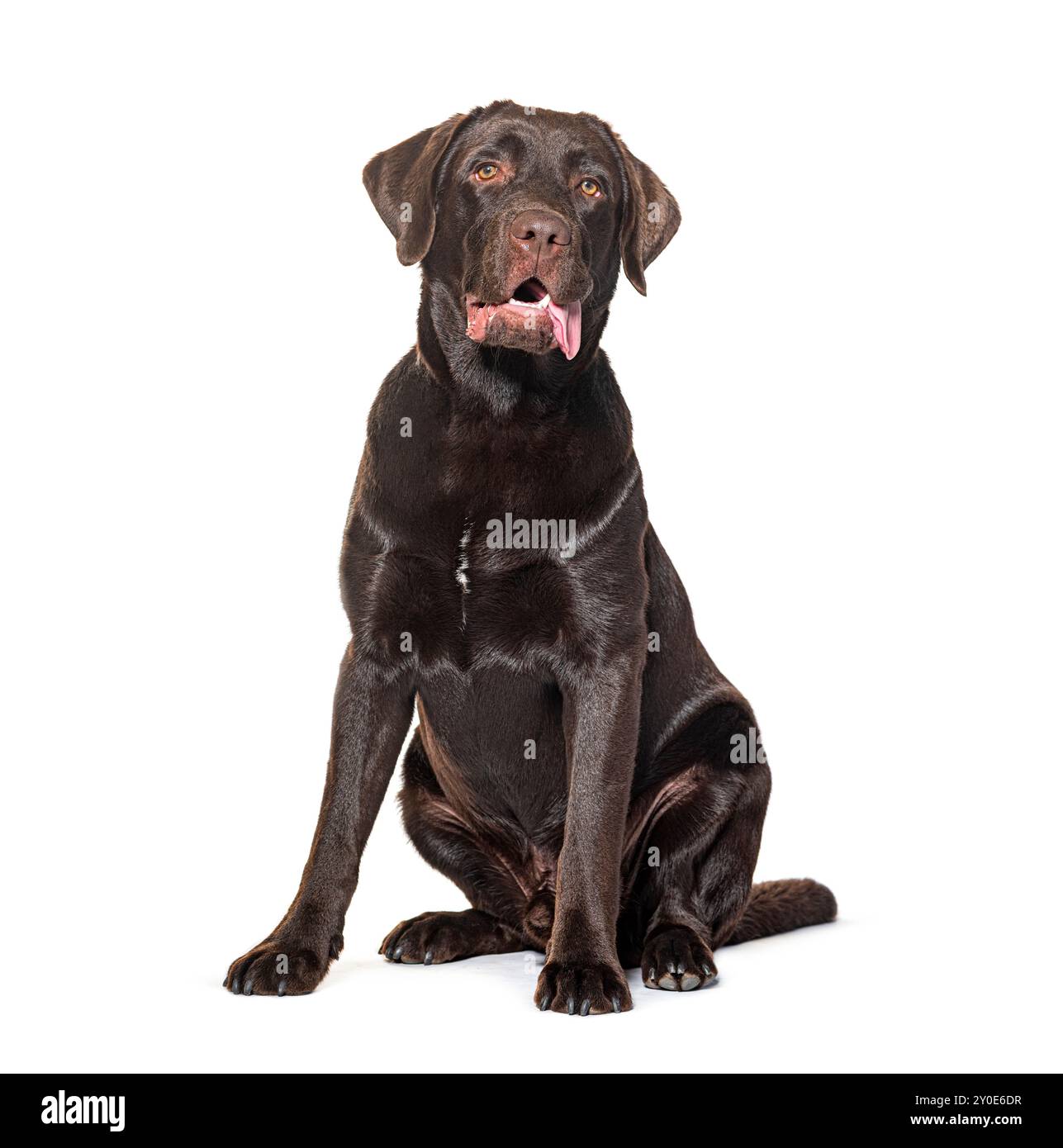 Chocolat Labrador, isolé sur blanc Banque D'Images Chocolat Labrador, isolé sur blanc Banque D'Images