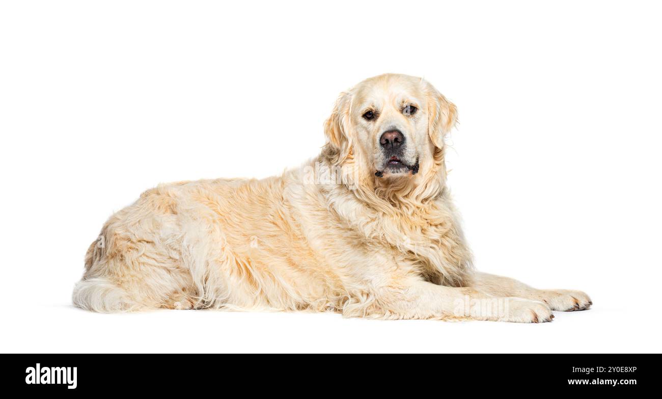 Couché Golden retriever, isolé sur blanc Banque D'Images