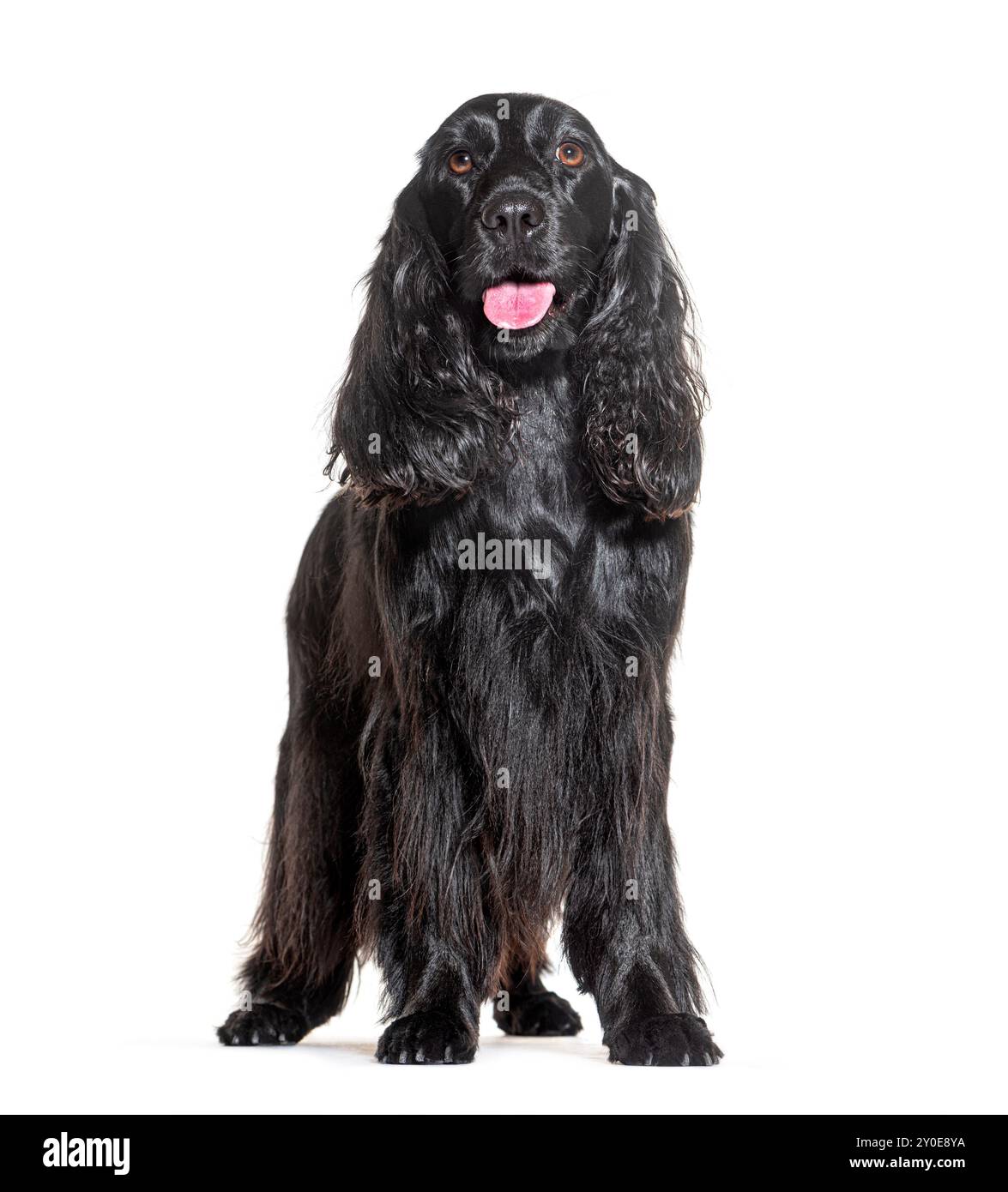 Halting Black Cocker spaniel debout devant le blanc Banque D'Images