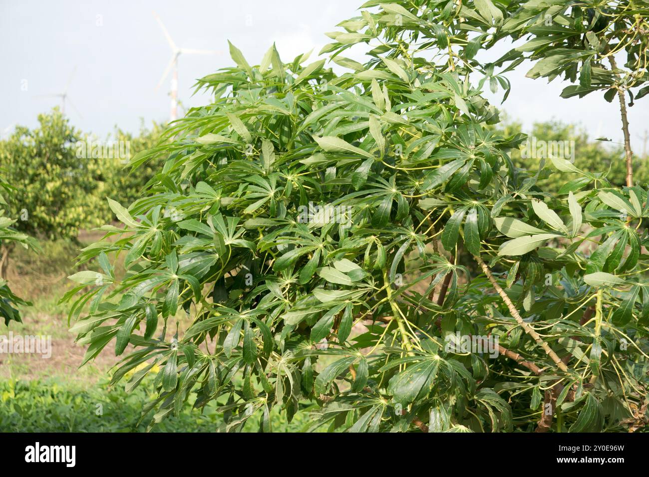 Des plants de Broad Bean prospères dans un environnement agricole baigné de soleil Banque D'Images