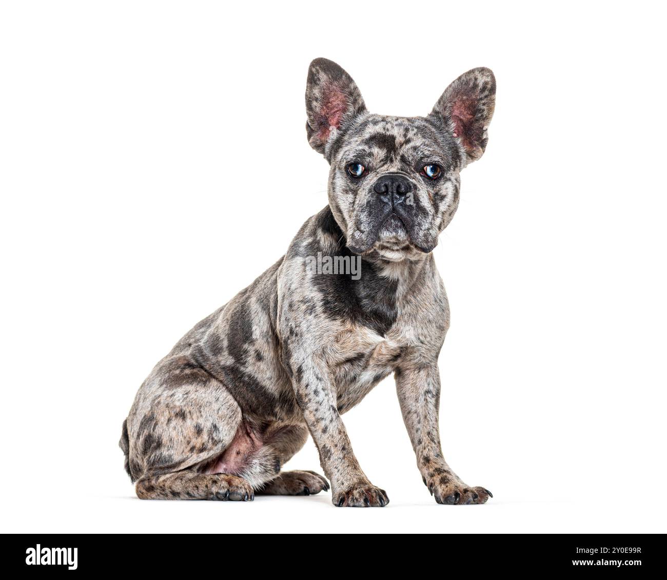 Bouledogue français bleu merle, isolé sur blanc Banque D'Images