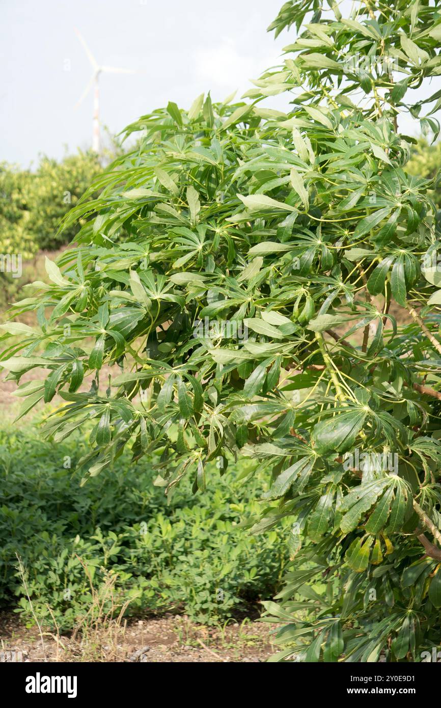 Culture de gros haricots florissante dans un champ agricole très éclairé Banque D'Images