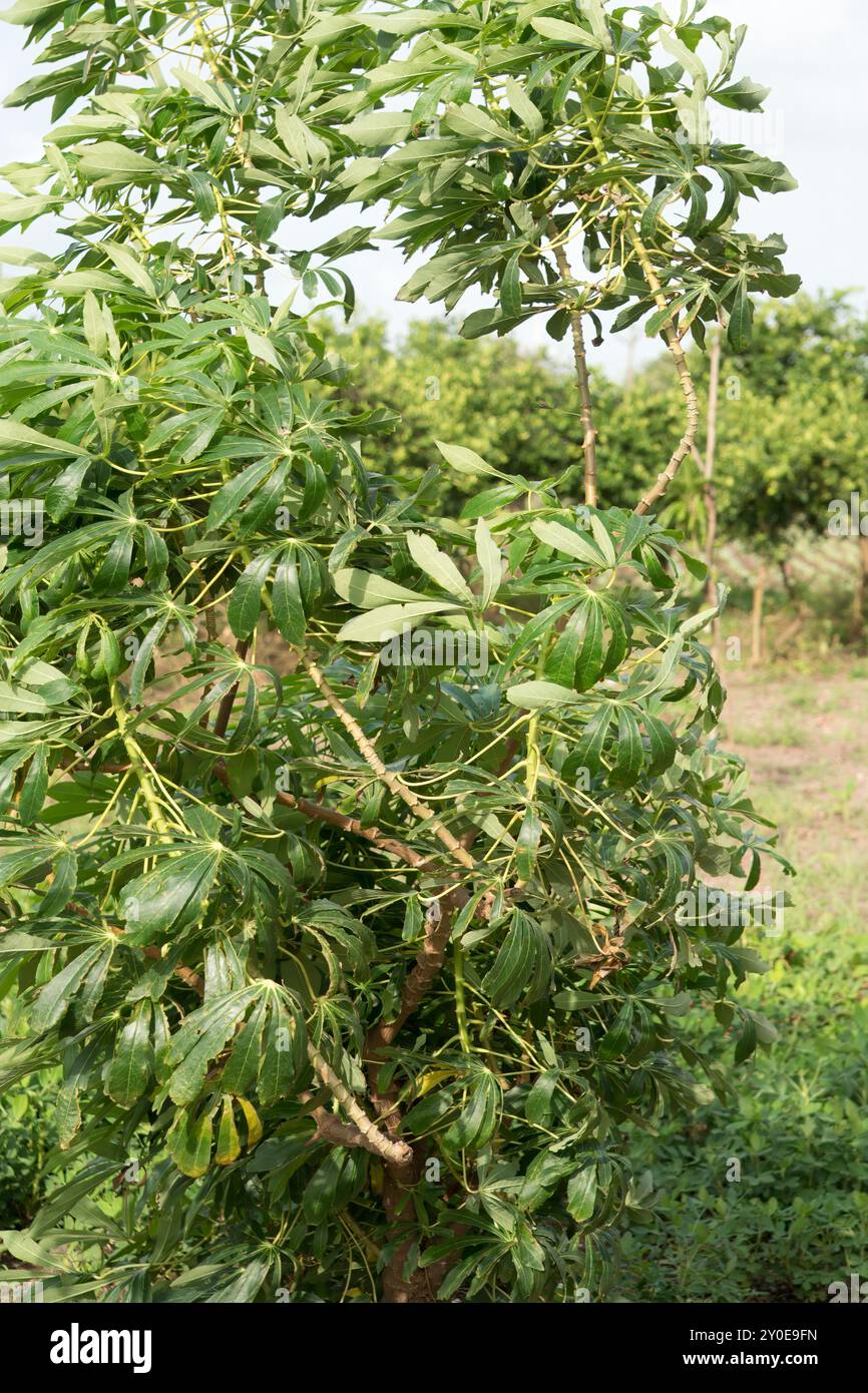 Culture animée de gros haricots dans un paysage agricole ensoleillé Banque D'Images