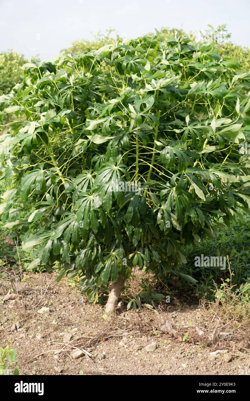 Vibrant Broad Bean Plant dans un champ ensoleillé - croissance agricole Banque D'Images